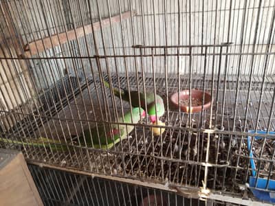 raw parrot breedr pairs with eggs for sale