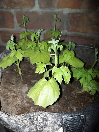 Bitter Gourd / Karela Baby plant