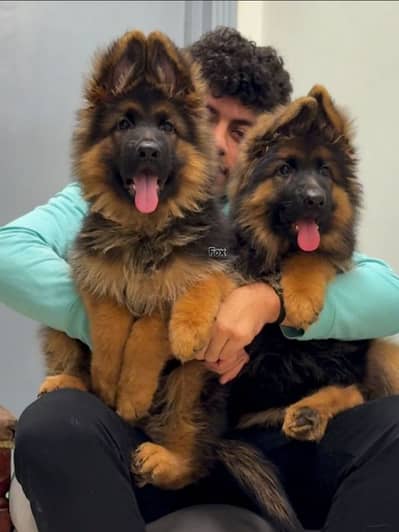 German Shepherd puppy | Long Coat puppies | Dog For Sale | GSD