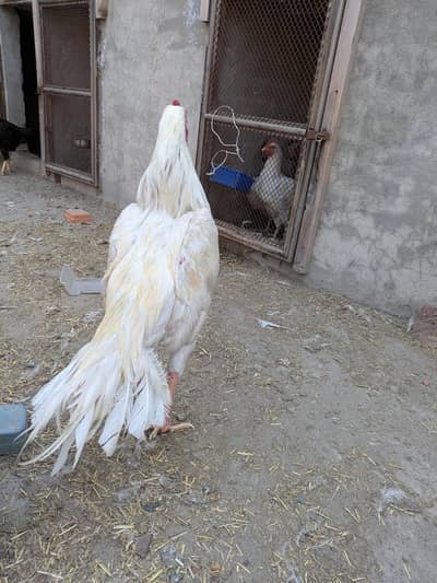 Heera white assel murgha