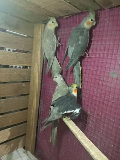 Cocktail Parrot's With Cage Or Australian Parrots For Sale