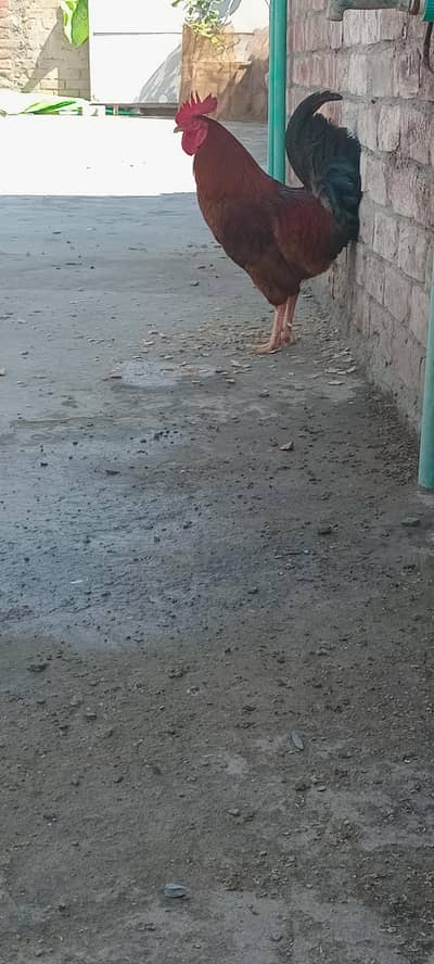 Golden misri breeder male