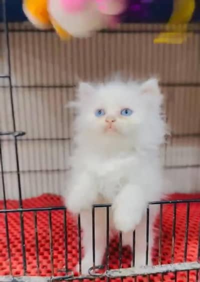 Persian cat,in kitan for Sale may WhatsApp 03464644037