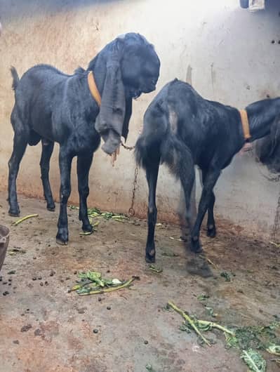 pure amratsari betal pair