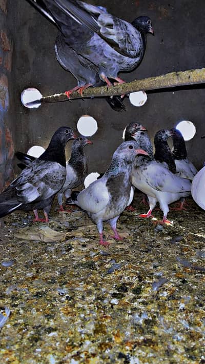 kabutr k 0 kali bachy  bhtarin quality