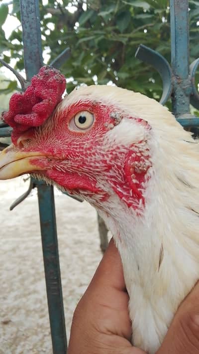 low price urgent sale