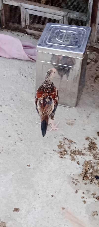 2 Chicks, May Be Roosters