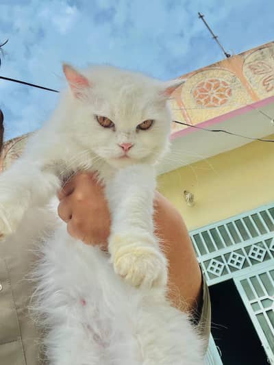 white Persian Kitten  (Triple Coat) 3 Month Female -vaccination -hazro