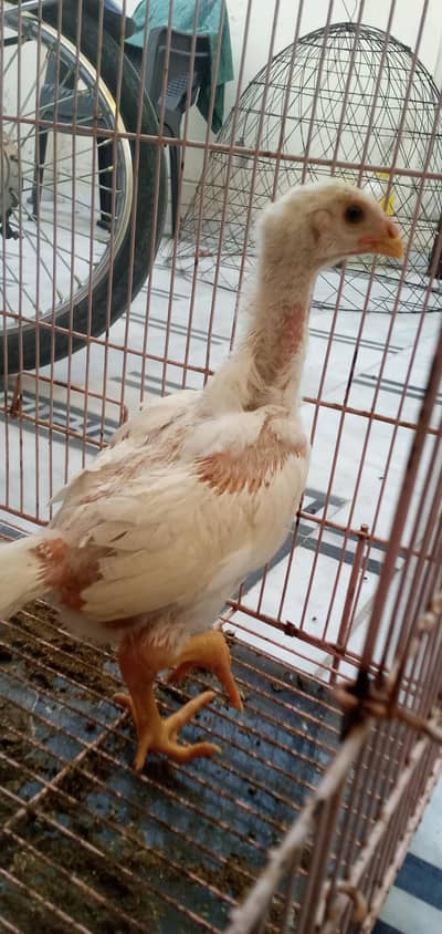 White King O Shamo  Chicks