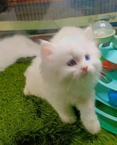 Quality Persian Punch face cat & kitten= Mor 03205959094=WhatsApp