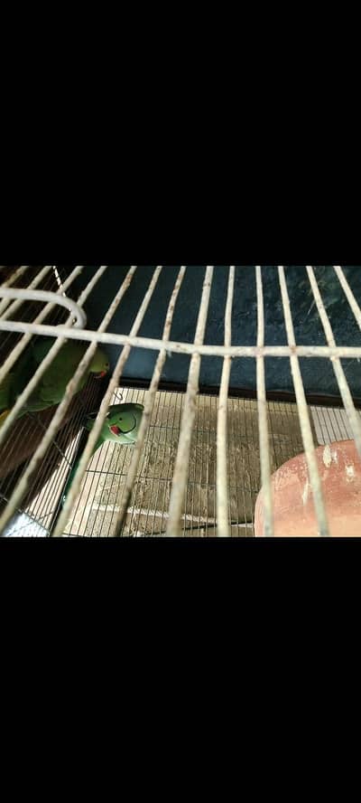 Green parrot Haray toty