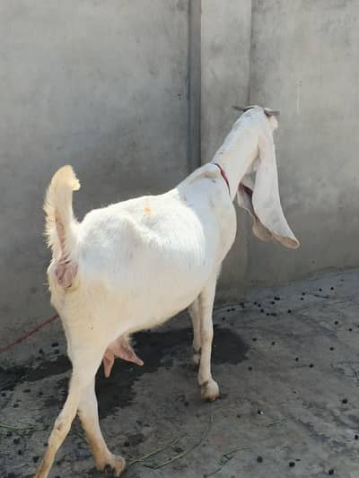 Gulabi goat beautiful