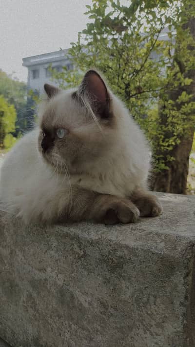 Selling cats pair triple coated ragdols