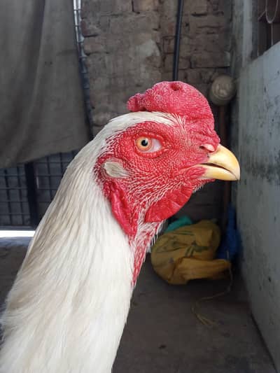 pure japanese murga active and healthy