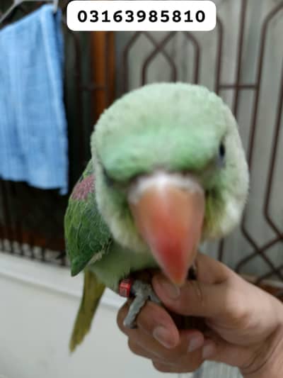 Alexandrine 3 months Baby for Sell