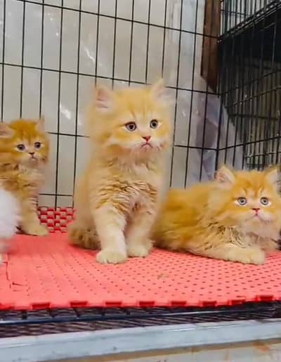 Persian cat,in kitan for Sale may WhatsApp 03464644037