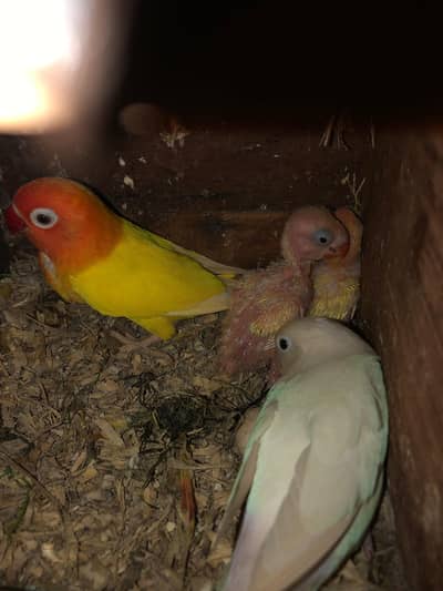 Lutino x albino with chicks