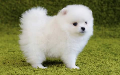 Pomeranian puppy | Pomeranian female , male puppy +92,330,540,611,5