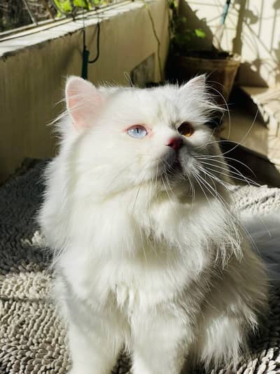 The Purr-fect Trio is Ready for a New Home! | Available