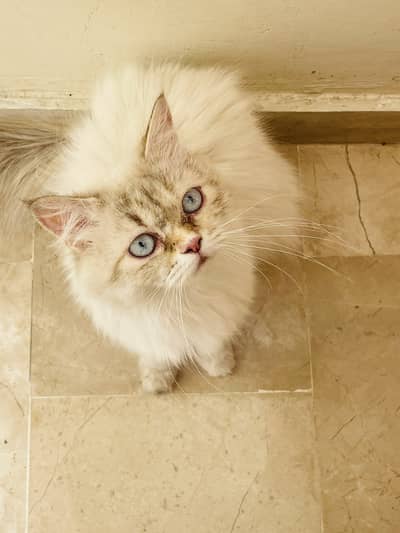 The Purr-fect Duo is Ready for a New Home! | Available