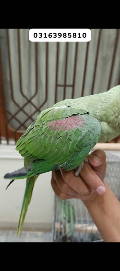 ( Alexandrine Parrot Baby for Sell )