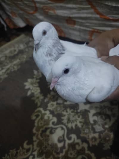 two pairs of pigeons
