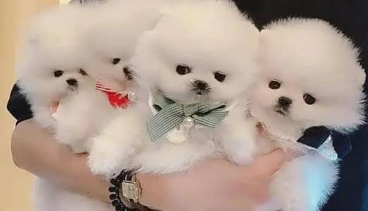 Pomeranian puppy | Pomeranian female , male puppy +92,330,540,611,5