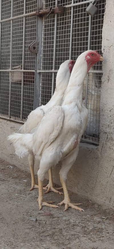KING GERMAN WHITE O SHAMO WHATSAPP 03168035881