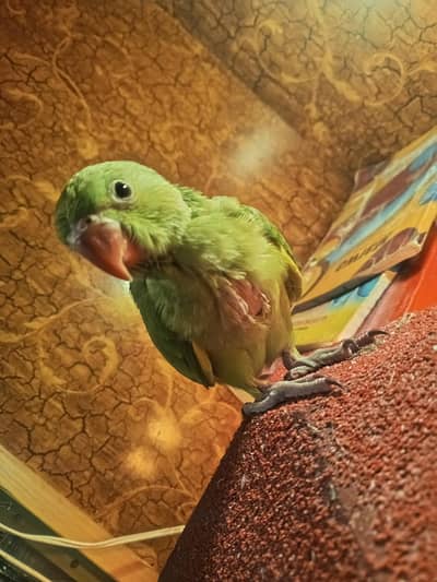 parrot for sale