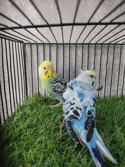 hogoromo  x hogo split double factor first breed pair 