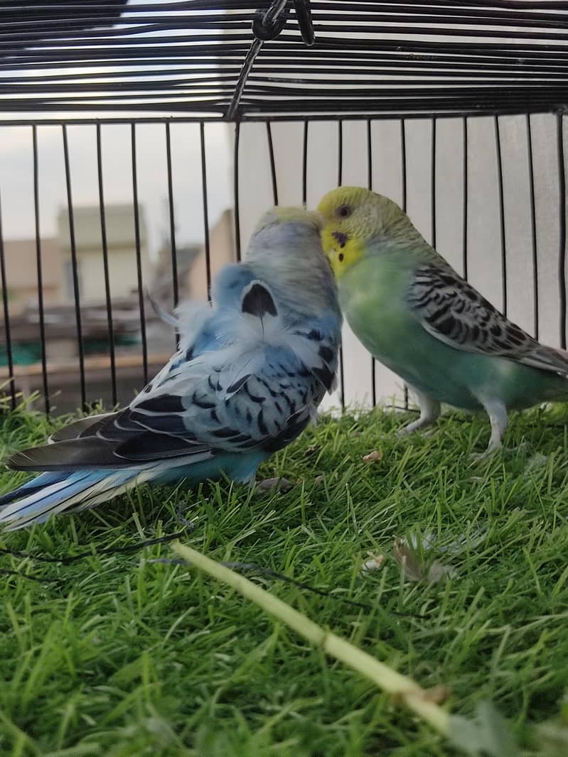 hogoromo x hogo split double factor first breed pair - Parrots - 1112630489