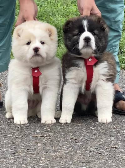 alabai security dog 2 month pair for sale