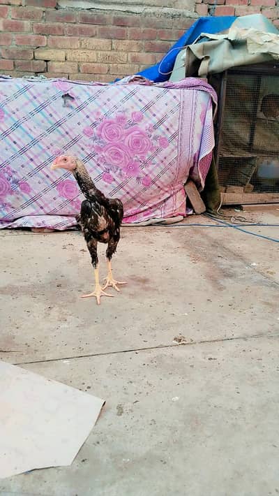 Shamo cross patha  urgent sale