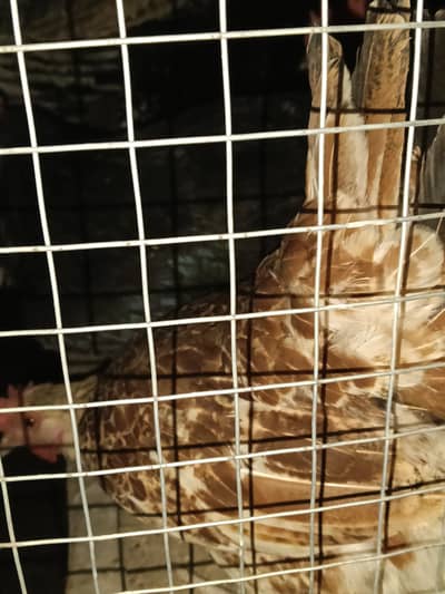 Madi Hen 12  Mada Hen 1