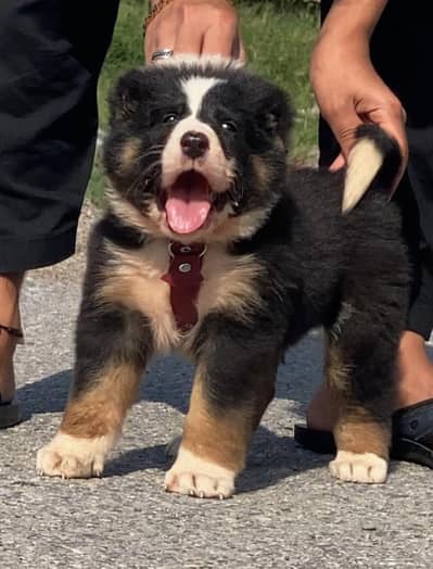 alabai security dog 2 month male for sale