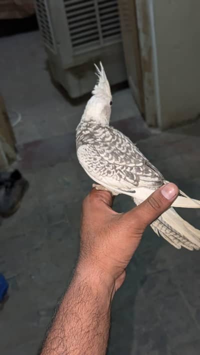 cocktail and love birds