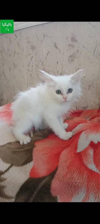 persain kitten