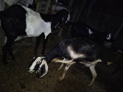 goats available