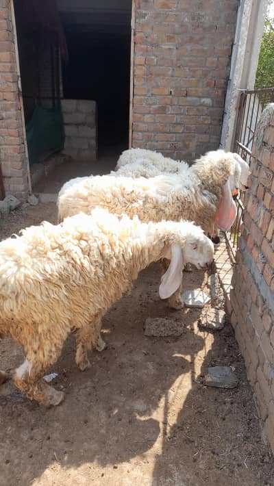 Top quality sheep for sale