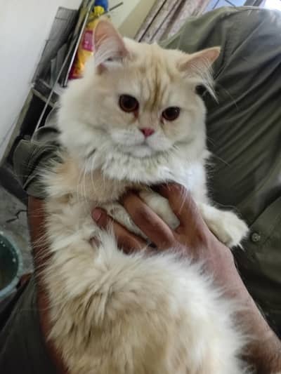 Adult male and kittens available for sale