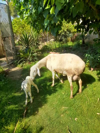 Talagang breed dumbi For sale | white sheep | sheep Kid