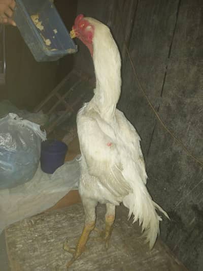 breading k Liye Liya tha mene bread. leli hai