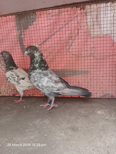 Golden kamager pair & breeders