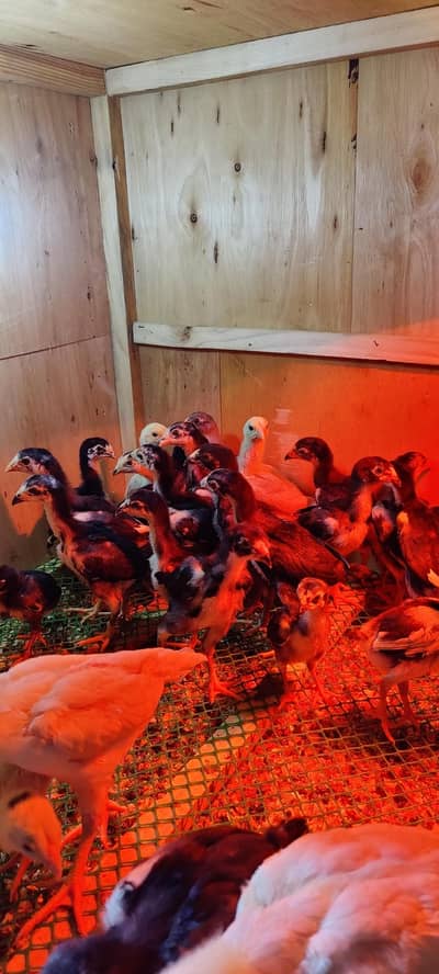 thai pakoy panus burmi Aseel chicks