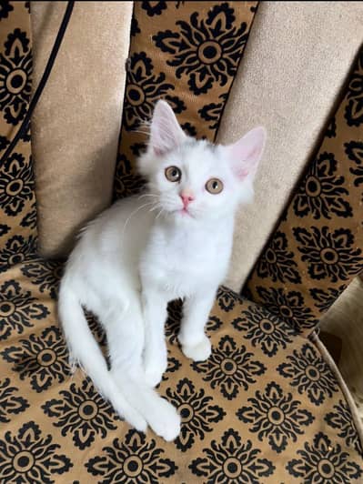 white kitten with black corwn