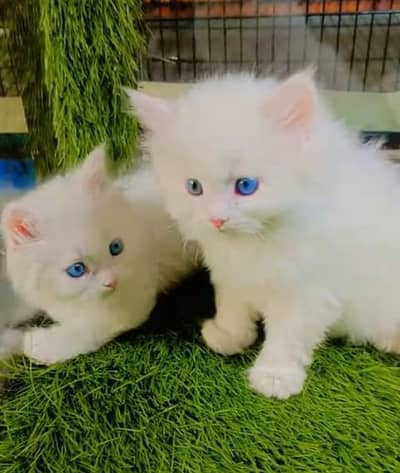 Quality Persian Punch face cat & kitten= Mor 03205959094=WhatsApp