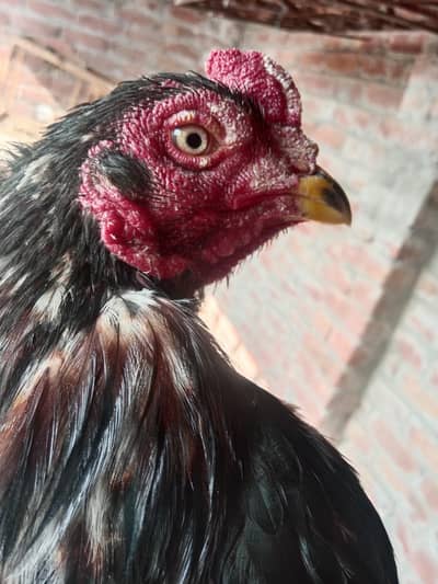 بھائی ایک دن میں چار ککڑیاں لگاتا ہے