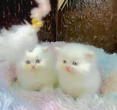 Quality Persian Punch face cat & kitten= Mor 03205959094=WhatsApp