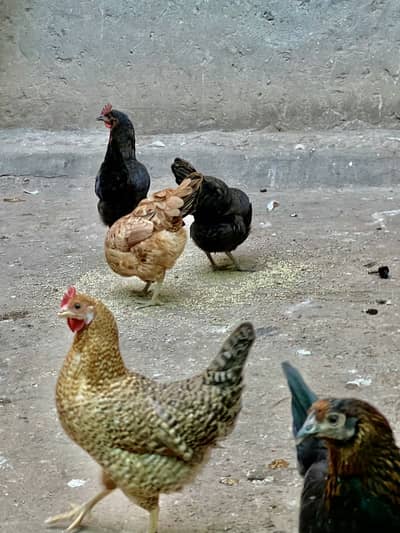 Egg-laying hen for sale ⁠