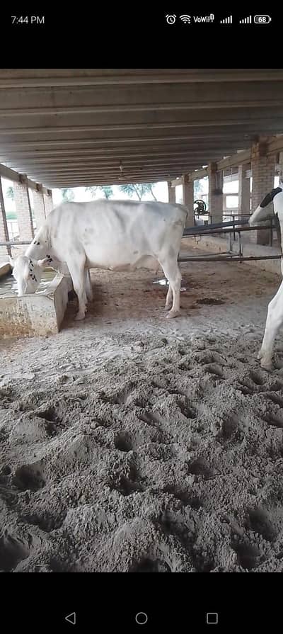 cow far sale 3 . pure aus